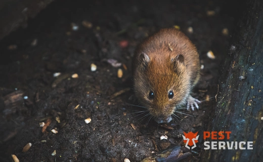 Дератизация в Химках